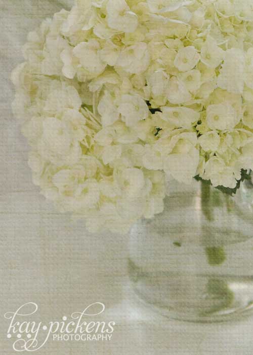 hydrangea-1883 hydrangea-1883