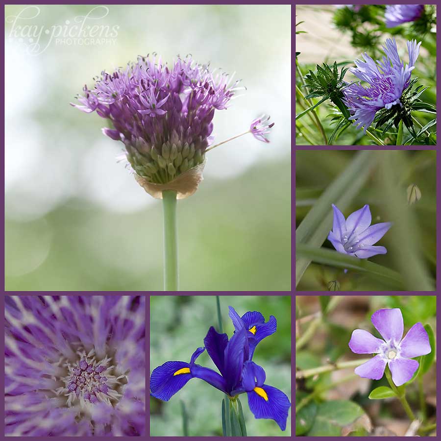 purple-flowers