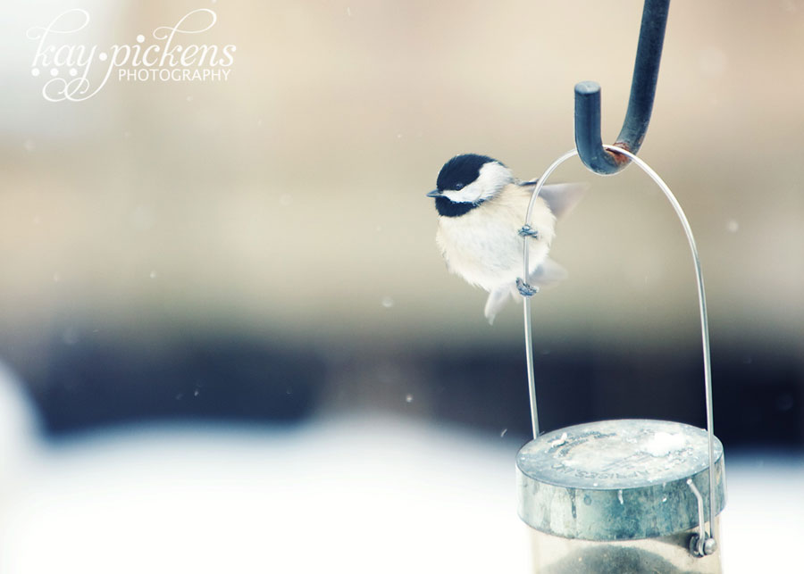 black capped chickadee at the feeder