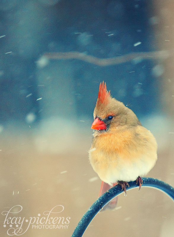 Female cardinal St. Louis MO