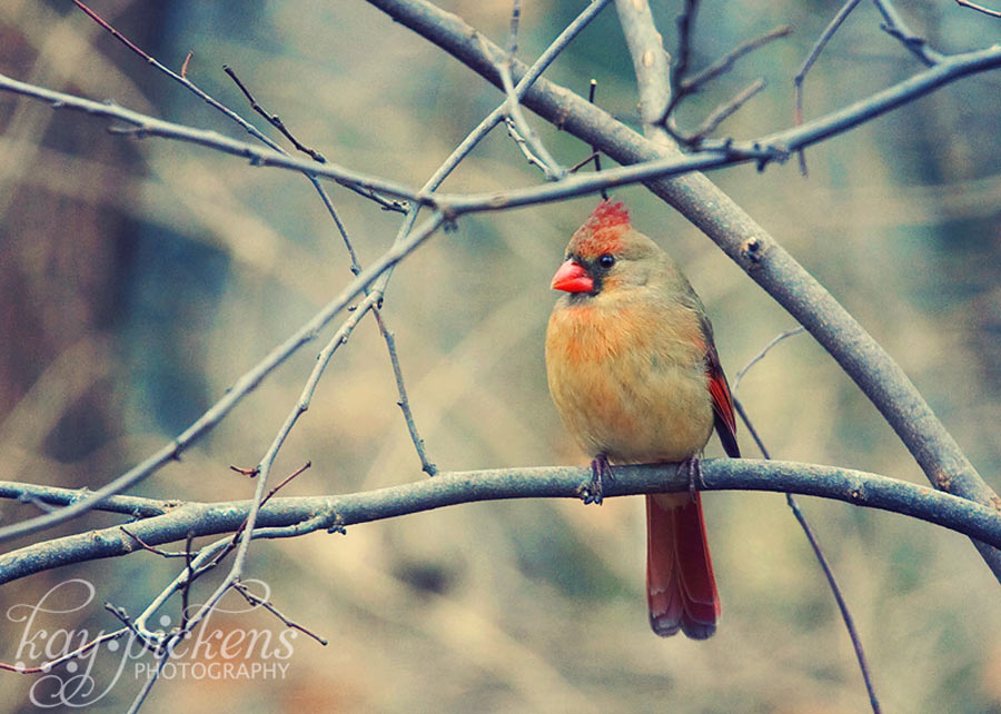 st louis female cardinal