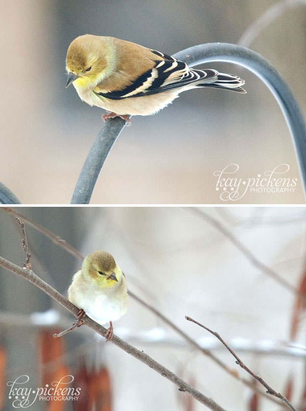finches in winter