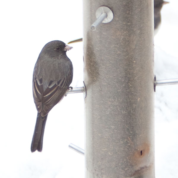 purple fringe killer on dark bird against snow