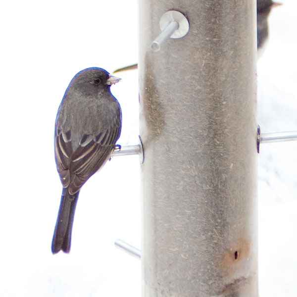 chromatic aberation on dark bird against snow