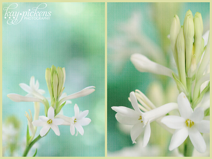 tuberose