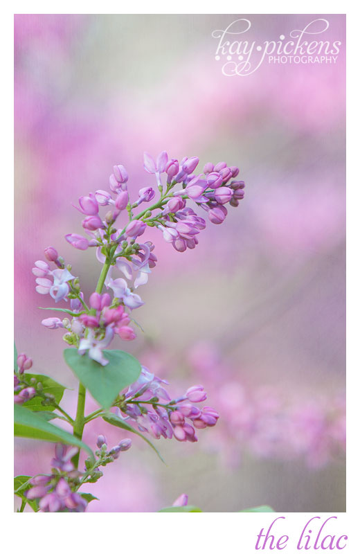 lilac bloom
