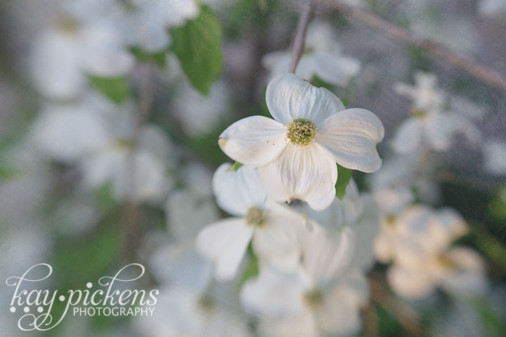 dogwood blooms with lensbaby