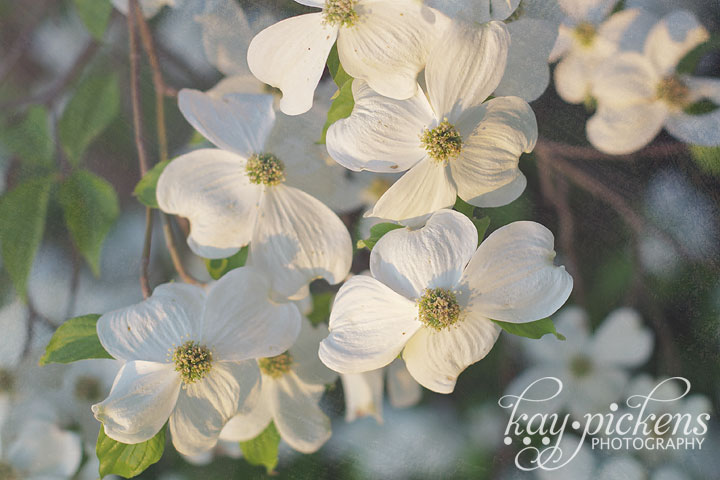 The dogwood bloom in early morning light