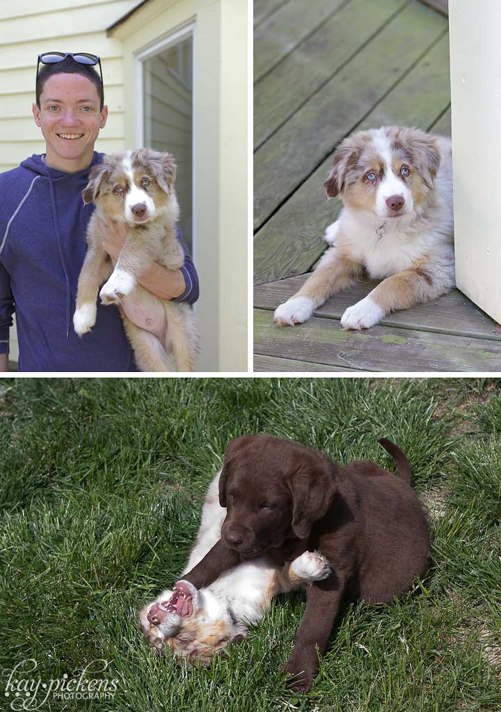 australian shepard