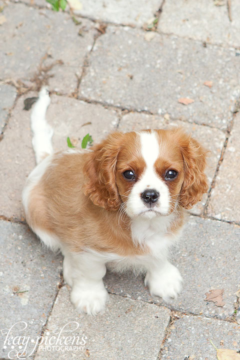 cavalier puppy