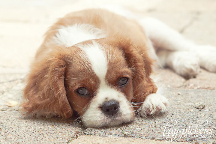 cavalier king charles puppy