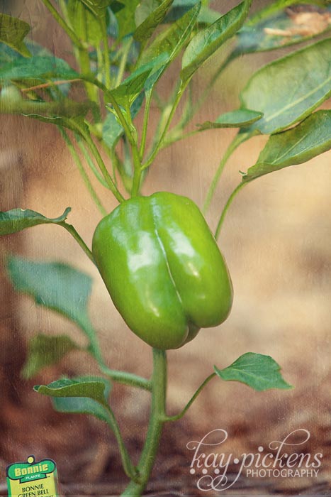 green pepper in garden
