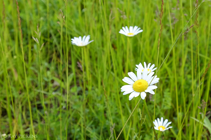 daisies in meadow with fuji xt1
